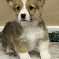 Max, a male Pembroke Welsh Corgi for sale in Fennimore, WI – Photo 1 of 10