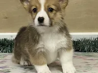 Max, a male Pembroke Welsh Corgi for sale in Fennimore, WI – Photo 1 of 10