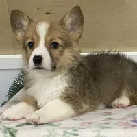 Max, a male Pembroke Welsh Corgi for sale in Fennimore, WI – Photo 6 of 10