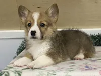 Max, a male Pembroke Welsh Corgi for sale in Fennimore, WI – Photo 6 of 10