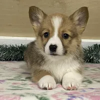 Max, a male Pembroke Welsh Corgi for sale in Fennimore, WI – Photo 10 of 10