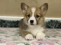 Max, a male Pembroke Welsh Corgi for sale in Fennimore, WI – Photo 10 of 10