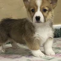 Max, a male Pembroke Welsh Corgi for sale in Fennimore, WI – Photo 7 of 10