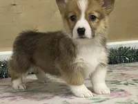 Max, a male Pembroke Welsh Corgi for sale in Fennimore, WI – Photo 7 of 10