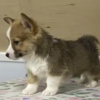 Max, a male Pembroke Welsh Corgi for sale in Fennimore, WI – Photo 9 of 10