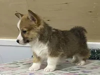 Max, a male Pembroke Welsh Corgi for sale in Fennimore, WI – Photo 9 of 10