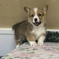 Max, a male Pembroke Welsh Corgi for sale in Fennimore, WI – Photo 5 of 10