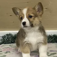 Max, a male Pembroke Welsh Corgi for sale in Fennimore, WI – Photo 2 of 10