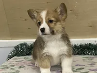 Max, a male Pembroke Welsh Corgi for sale in Fennimore, WI – Photo 2 of 10