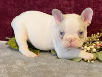 Panda, a male French Bulldog for sale in Fennimore, WI – 6 of 10