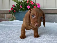 Tootsie Roll, a male Dachshund for sale in Fennimore, WI – 3 of 10