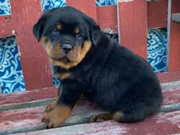 Fido, a male Rottweiler for sale in Fennimore, WI – 1 of 10