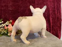 Panda, a male French Bulldog for sale in Fennimore, WI – 3 of 10