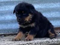 Taffy, a female Rottweiler for sale in Fennimore, WI – 2 of 10