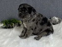 Alexa, a female Pug for sale in Fennimore, WI – 2 of 10