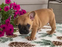 Bubbles, a female French Bulldog for sale in Fennimore, WI – 4 of 10