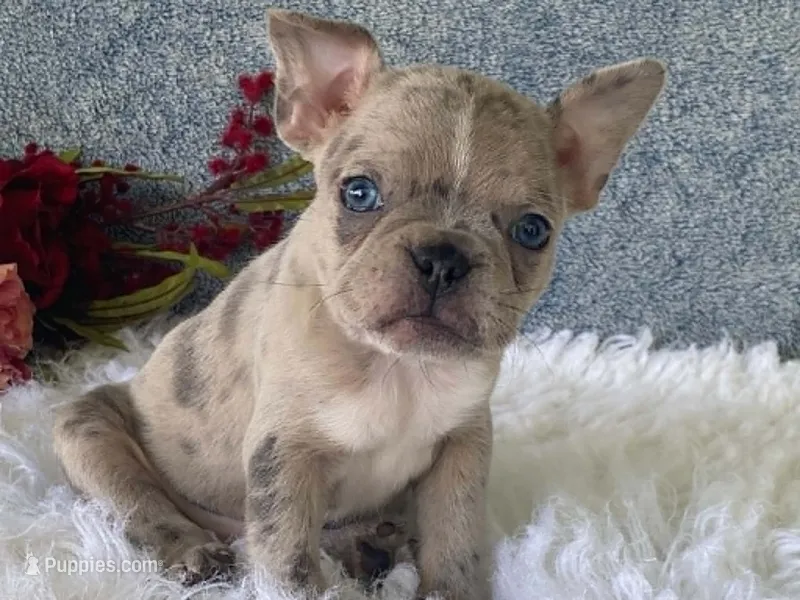 Sparkles – Frenchton puppy for sale in Fennimore, WI