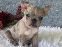Sparkles, a female Frenchton for sale in Fennimore, WI – 1 of 7
