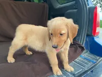 Jasper, a male Golden Retriever for sale in Fennimore, WI – 9 of 9