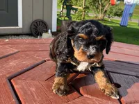 Teddy, a male Cavapoo for sale in Fennimore, WI – 6 of 10