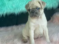 Scotchy, a female Pug for sale in Fennimore, WI – 2 of 10