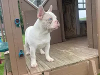 Panda, a male French Bulldog for sale in Fennimore, WI – 9 of 9