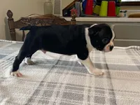 Pepe, a male Boston Terrier for sale in Fennimore, WI – 2 of 10