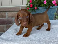 Reeses, a male Dachshund for sale in Fennimore, WI – 3 of 10