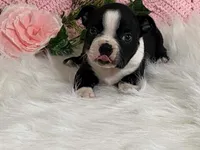 Benji, a male Boston Terrier for sale in Fennimore, WI – 10 of 10