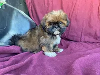Bowser, a male Shih Tzu for sale in Fennimore, WI – 5 of 9