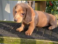 Jed, a male Dachshund for sale in Fennimore, WI – 6 of 10