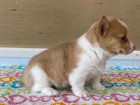 Roxie, a female Pembroke Welsh Corgi for sale in Fennimore, WI – 6 of 10