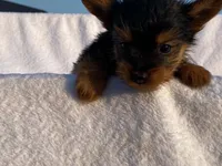 Charlie, a male Yorkshire Terrier for sale in Fennimore, WI – 4 of 10