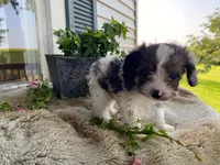 Rusty, a male Cavapoo for sale in Fennimore, WI – 5 of 10