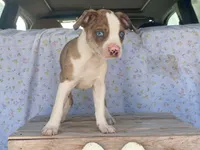 Chuck, a male Boston Terrier and Fox Terrier for sale in Fennimore, WI – 4 of 10