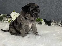 Alexa, a female Pug for sale in Fennimore, WI – 8 of 10