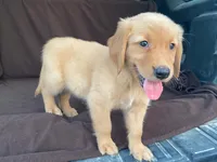 Jasper, a male Golden Retriever for sale in Fennimore, WI – 6 of 9