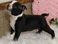 Blaze, a male Boston Terrier for sale in Fennimore, WI – 3 of 9