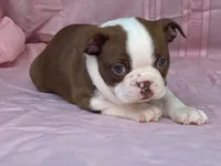 Big Red, a male Boston Terrier for sale in Fennimore, WI – 8 of 10