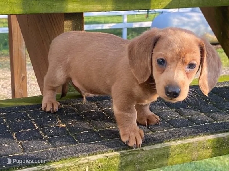 Jed – Dachshund puppy for sale in Fennimore, WI