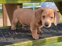 Jed, a male Dachshund for sale in Fennimore, WI – 1 of 10