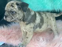 Charlie, a male French Bulldog and Pug for sale in Fennimore, WI – 5 of 10