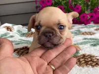Sparkles, a female French Bulldog for sale in Fennimore, WI – 4 of 7