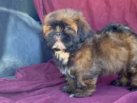 Barney, a male Shih Tzu for sale in Fennimore, WI – 2 of 10