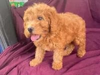Classy, a female Goldendoodle for sale in Fennimore, WI – 6 of 10