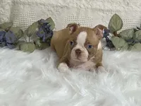 Yori, a male Boston Terrier for sale in Fennimore, WI – 1 of 10