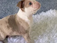Sammy, a male Frenchton for sale in Fennimore, WI – 10 of 10