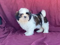 Buster, a male Shih Tzu for sale in Fennimore, WI – 5 of 10