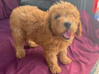 Classy, a female Goldendoodle for sale in Fennimore, WI – 4 of 10