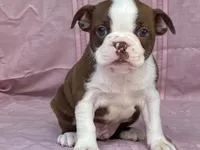 Big Red, a male Boston Terrier for sale in Fennimore, WI – 9 of 10